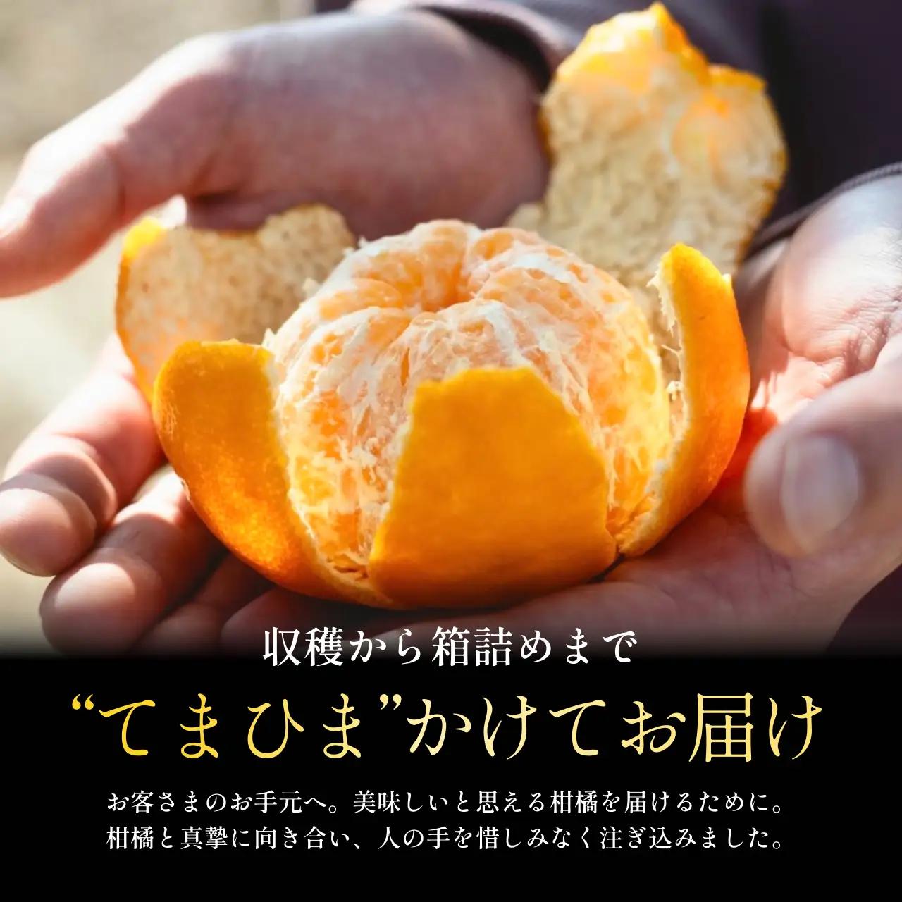 【先行受付】【産地直送】五代目が厳選したポンカン 5kg 愛媛県産【D70-24】【1470666】 YWTK024