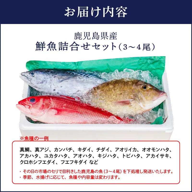 2530 鹿児島県産 鮮魚 詰合せ セット （ 3～4 尾 ） KN025-004-01 魚