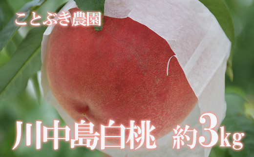 No.1819もも「川中島白桃」約3kg【2025年発送　先行予約】