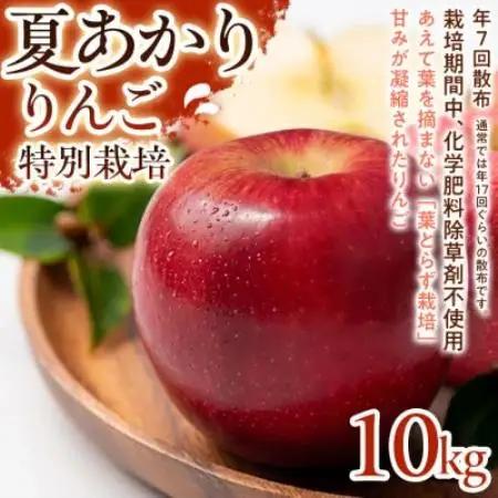 【さっぱりとした甘さと爽やかな味わい】夏あかり 10kg 1セット【1780244】