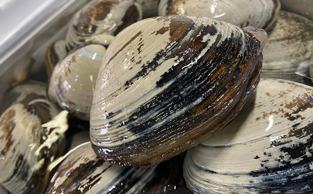 【青森県太平洋沖産】ホッキ貝　約3kg（9～12玉）　【02408-0167】