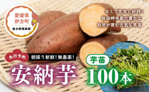 【先行予約】朝採り新鮮！無農薬！安納芋　芋苗（100本）| さつまいも サツマイモ 家庭菜園※2024年5月上旬～7月下旬頃に順次発送予定