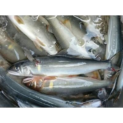 ふるさと納税 仁淀川町 鮎屋仁淀川の友釣り天然鮎500g(5〜14尾)
