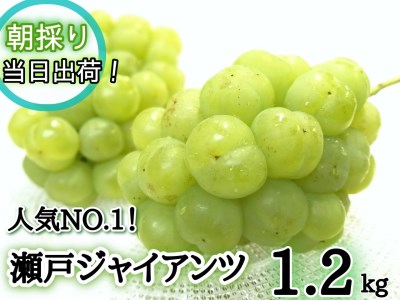 【2616-0296】[産地直送] フルーツ王国岡山 朝採り新鮮！人気ぶどう 瀬戸ジャイアンツ1.2kg (2～3房)