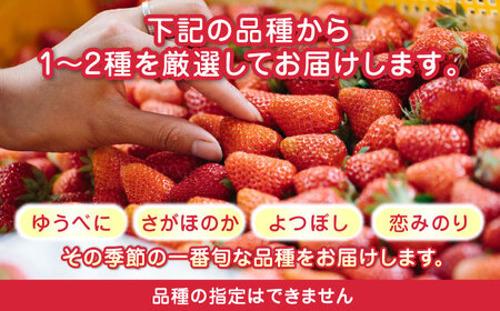 【先行予約】【2025年12月より順次発送】【訳あり】いちご 食べ比べ セット 4品種 計500g ( 250g × 2P ) 農園直送 産地直送 熊本県産 山都町産 イチゴ 苺 ストロベリー フルー