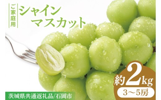 
                  【2026年9月上旬～10月中旬発送】シャインマスカット家庭用約２kg（３～５房）【茨城県共通返礼品/石岡市】【ぶどう 葡萄 マスカット フルーツ 果物 くだもの 訳あり 水戸市 茨城県】（MF-9）
                