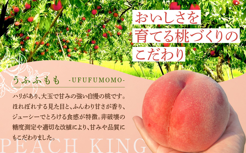 すーさんの果樹屋　【先行予約】川中島の桃 大玉3玉 品種おまかせ 8月中旬～8月下旬発送予定 | 桃 もも フルーツ 果実  人気 おすすめ ギフト 産地直送 送料無料 長野県 長野市 信州 信濃 ふ