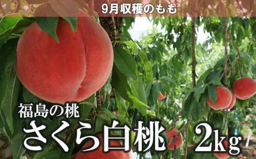 
            No.1517福島のもも「さくら白桃」約2kg【2025年発送】
          