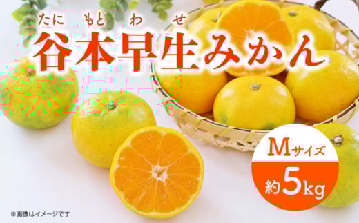 【先行予約】極早生（谷本早生） みかん Mサイズ 約5kg  ー2025年10月より発送ー 長与町/山口農園 [EBI007] みかん 柑橘 果物 くだもの フルーツ 季節限定 数量限定 温州みかん ミカン 5kg 先行予約 産地直送 長崎県産 長与町