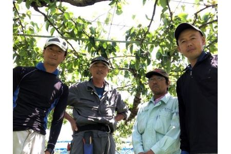 【先行予約】浜田市旭町産赤梨 3.5kg（新高）4～9玉＜10月中旬から発送開始予定＞ 梨 新高 ナシ 和梨 果物 フルーツ くだもの 先行予約 ふるさと納税 梨 【002_1961】