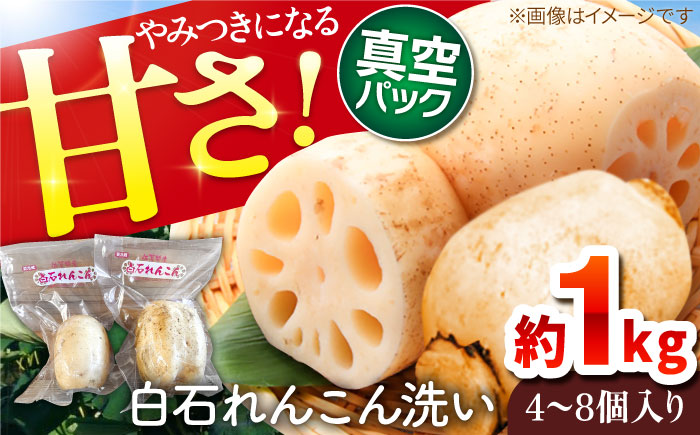 【令和7年9月以降発送】【真空パック】やみつきになる甘さ！ 松尾青果のこだわり白石れんこん 約1kg （4-8個入り）【松尾青果】真空パック [IBD007]