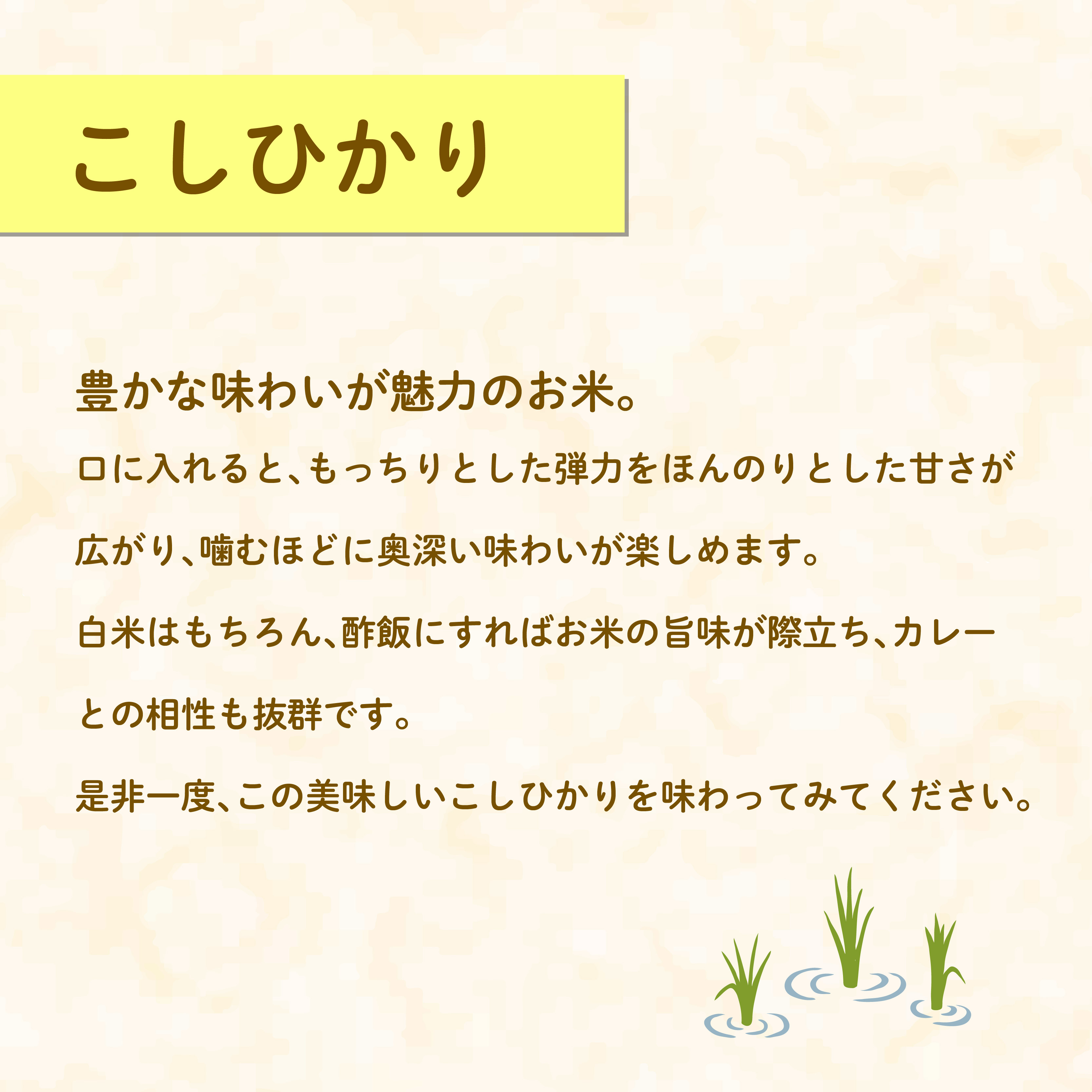 米 こしひかり 2kg 農家直送 特別栽培米 精米 コシヒカリ 令和7年度産 お米 新生活 贈り物 人気米 ご飯 白米 コメ 贈答 静岡県 藤枝市