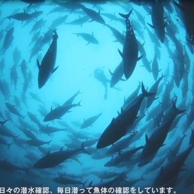 ふるさと納税 高野町 【年末12/26〜30発送予定】和歌山県串本産　本マグロ(養殖)トロ&赤身セット　240g(冷凍) |  | 02