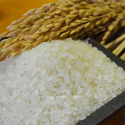 ふるさと納税 鹿島市 【令和5年産】お米マイスター厳選!夢しずく　佐賀県鹿島産　白米　30kg | 