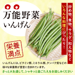  冷凍野菜 いんげん 300g×3袋 インゲン 北海道 芽室町 