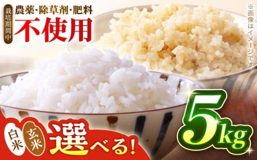 【選べる白米or玄米】つばくろ米 5kg 米 白米 精米 こめ コメ お米 おこめ ご飯 ごはん 送料無料 R7 数量 限定 数量限定 ギフト 白飯 玄米飯 ふるさと納税 玄米 国産 岐阜県産 白川町  / 黒川つばくろ農園 [AWCB001]