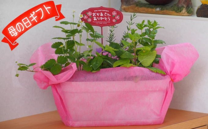 【母の日 ギフト】ハーブ 5種 寄せ植え（オンライン決済限定）