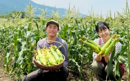 【先行予約】とうもろこし ゴールドラッシュ 12本～15本入 （ 約4kg ） フルーツコーン 甘い 野菜 トウモロコシ 冷蔵 【 2027年5月下旬～6月下旬発送予定 】