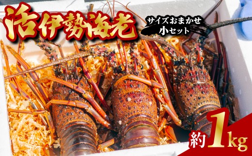 伊勢海老 活伊勢海老 約1kg サイズおまかせ 伊勢えび 伊勢エビ いせえび イセエビ 海老 えび エビ