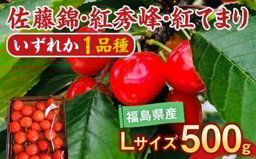 さくらんぼ 佐藤錦 紅秀峰 紅てまり どれか1品種 500g Lサイズ ＜有我果樹園＞ F7X-0227