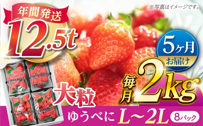 
                  【先行予約】【5回定期便】大粒いちご L〜2L ゆうべに 2kg（8pc）【熊本ベリー】 [ZER017]
                