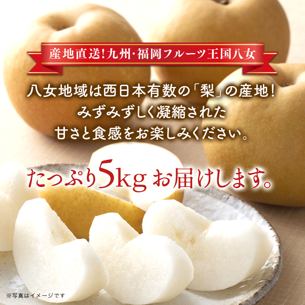 【2025年8～9月発送】九州・福岡フルーツ王国八女　産地直送！梨（豊水）約5kg＜配送不可：北海道・沖縄・離島＞ なし ナシ 果物 果実 フルーツ 先行予約 デザート 旬 新鮮 甘い 甘み ジューシ