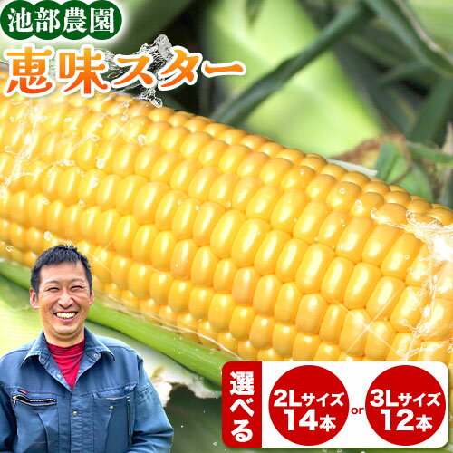 【ふるさと納税】 《先行受付中》産地直送 採れたて スイートコーン(恵味スター)選べる 2L・14本 セット or 3L・12本セット あさイチで紹介 特大 熊本 阿蘇 産山村 冷蔵 高糖度 夏野菜 トウモロコシ ギフト お中元 コーン 旬 お取り寄せ 送料無料《7月中旬-8月下旬頃出荷》