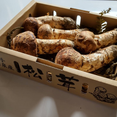 
            産地直送　岩手県岩泉町産まつたけ　お任せつぼみセット1kg【1414048】
          