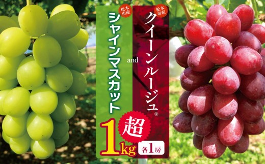 
                  【先行受付】 松本市産 クイーンルージュ®、シャインマスカット　各１房（１kg超）│贈答 プレゼント シャインマスカット しゃいんますかっと クイーンルージュ® ぶどう ブドウ 葡萄 くだもの 果物 ふるーつ フルーツ 長野県 松本市
                