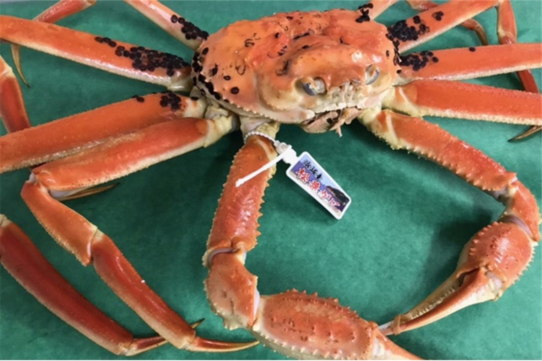 日本海冬の味覚！茹で松葉ガニ1kg前後×1　SK00199