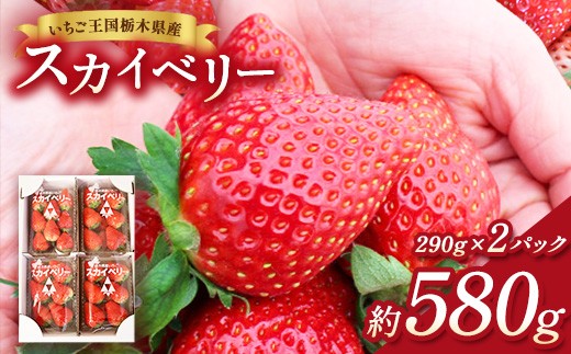 
                  【先行予約】出会いの森いちご園 スカイベリー （290g×2パック） | いちご イチゴ 苺 栃木県 果物 くだもの フルーツ スカイベリー 新鮮 贈答 ギフト デザート スイーツ ※離島への配送不可 ※2026年12月上旬頃から2027年3月下旬頃に順次発送予定
                