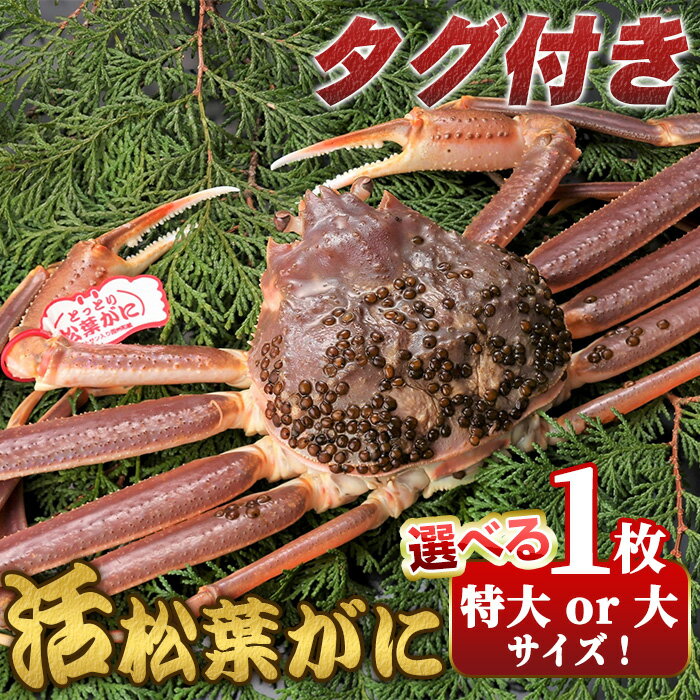 【ふるさと納税】＜選べる容量・11月中旬～2月下旬配送予定＞＜タグ付き＞鳥取県産活松葉がに(大1 / 特大1枚) 国産 魚介 海鮮 カニ かに 蟹 松葉ガニ 松葉蟹 ズワイガニ ずわいがに 冷蔵 コンシェルジュ 【sm-AM012】【モリイ食品】