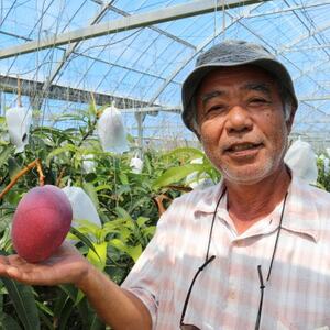 【2026年7月から順次発送・贈答用】ベテラン農家さんが作る アーウィンマンゴー1kg(2～3玉)【配送不可地域：離島】【1695284】