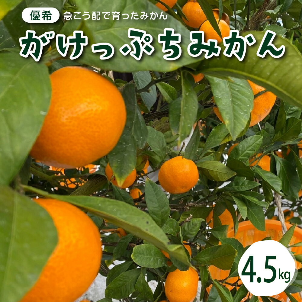 【ふるさと納税】【 2025年 12月 上旬～発送】がけっぷちみかん 4.5kg みかん ミカン 蜜柑 柑橘 果物 くだもの フルーツ 送料無料 産地直送 常温配送 送料無料 広島県 呉市