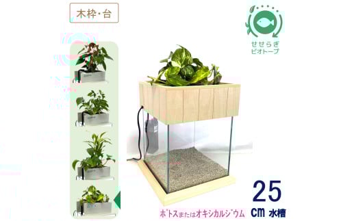 せせらぎビオトープ　25cm型基本+木枠台セット（ポトスorオキシカルジウム）