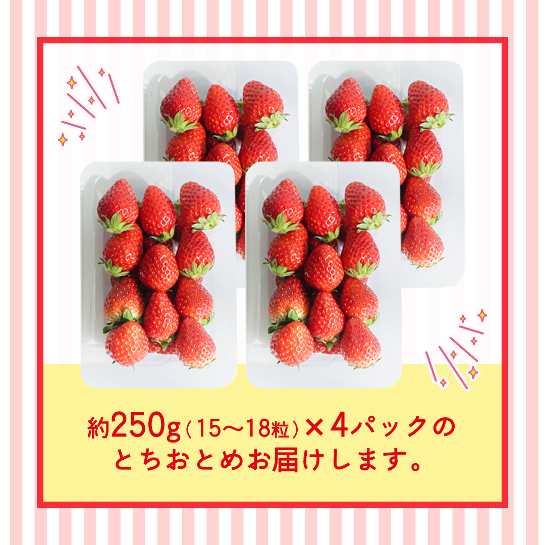 とちおとめ 約250g（15～18粒）×4パック【2026年12月から発送開始】（茨城県共通返礼品 [いちご]：城里町産） 茨城県 県産 人気 厳選 果物 くだもの 旬 旬の果物 旬のフルーツ ギフト