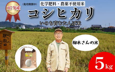 令和8年産 新米 コシヒカリ 玄米 5kg 天皇献上米 (栽培期間中）化学肥料・農薬不使用米 小松島市