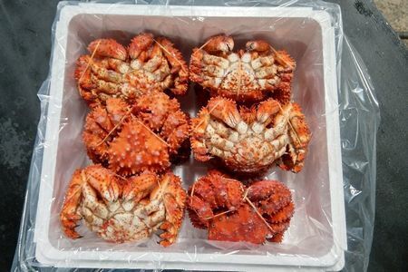 ＜12月22日決済分まで年内配送＞【北海道根室産】花咲ガニ12尾(計3.6kg前後) C-57051