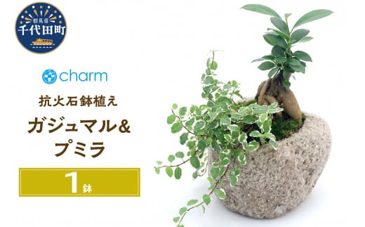 
観葉植物 苔盆栽 ガジュマル＆プミラ 抗火石鉢植え Ｍサイズ（１鉢）苔 北海道冬季発送不可 群馬県 千代田町 インテリア ナチュラル 自然 プレゼント ギフト 贈答用 送料無料 趣味 風水 緑 人気 オススメ 初心者 玄関 自家栽培 株式会社チャーム
