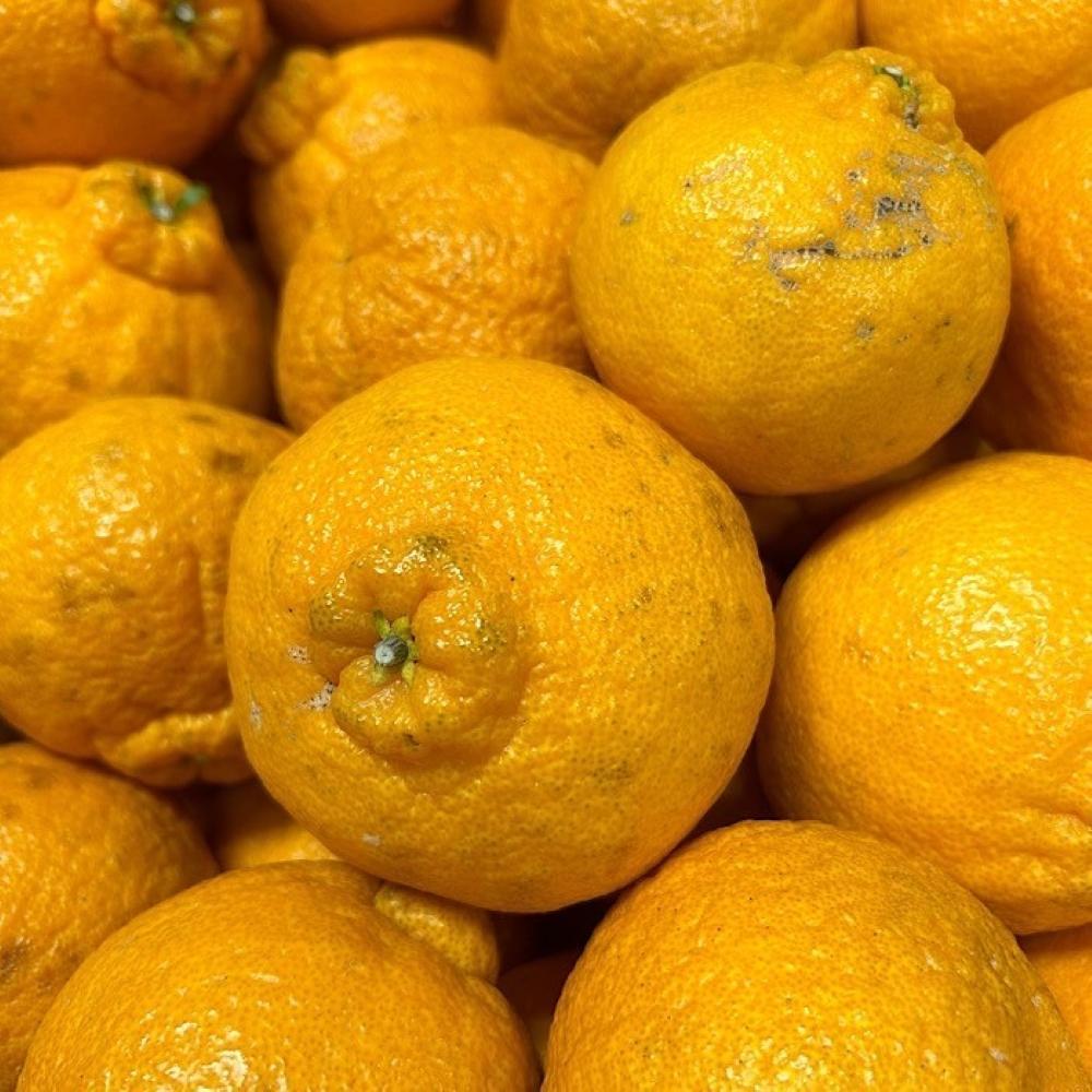 【ふるさと納税】和歌山産 不知火 約3kg ［家庭用］［US64］ | みかん 蜜柑 フルーツ 果物 くだもの 食品 人気 おすすめ 送料無料