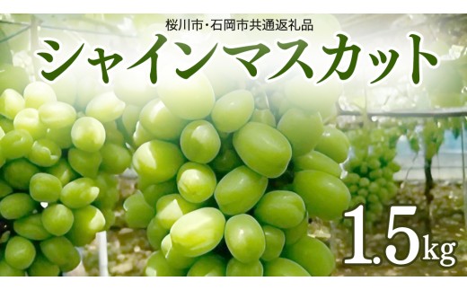 
                  ご自宅用 シャインマスカット 1.5kg ( 桜川市・石岡市共通返礼品 ) マスカット フルーツ 果物  2026年9月上旬以降発送 [DC009sa]
                