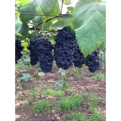 ふるさと納税 三木町 赤ぶどう酒1本 |  | 02