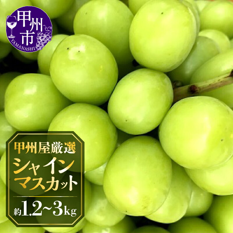 【ふるさと納税】 シャインマスカット 2026年 先行予約 選べる内容量 約1.2kg 約2.2kg 3kg以上 2〜8房 果物 フルーツ 期間限定 数量限定 8月 9月 10月 発送 冷蔵 クール 契約栽培 葡萄 ぶどう シャイン 産地直送 朝どれ 新鮮 厳選 種無し 青果品 甲州屋 山梨 甲州市
