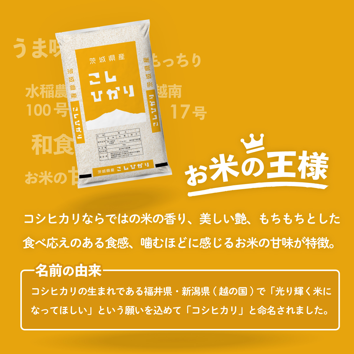【スピード発送】コシヒカリ 5kg (5kgx1袋) 令和6年産 茨城県産 こしひかり 白米 精米 茨城県 八千代町 お米 米 [SF271yai]