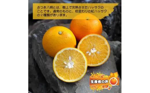 完熟 紅白 さつき 八朔 食べ比べ セット 5kg 10000円 久幸園  /  紅八朔 さつき八朔 はっさく 樹上完熟 完熟 木成り 柑橘 果物 くだもの フルーツ みかん 和歌山 有田 広川町 ※