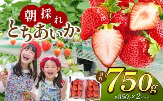 【栃木県共通返礼品】【贈答用】【いちごに優しいソフトパックでお届け】朝採れいちご とちあいか 350g×2P | いちご とちあいか 朝採れ 贈答用 大粒 新鮮 甘い 美味しい 果物 デザート 栃木県 那珂川町