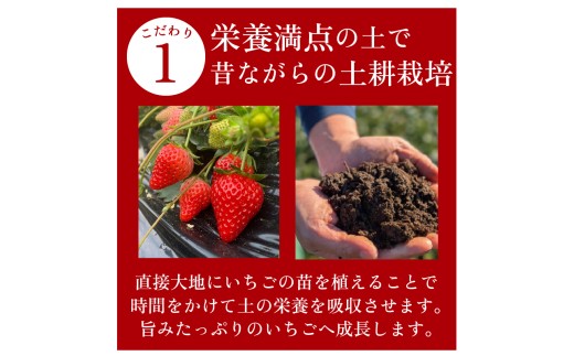【3月発送/指定日対応】 きらぴ香 2000g以上 いちご 1000g×2パック イチゴ 冷蔵発送 苺 2kg 土耕栽培 フルーツ 果物 スイーツ デザート朝摘み ストロベリー おやつ 完熟 直送 ギ