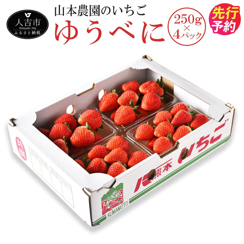【ふるさと納税】山本農園のいちご ゆうべに 約250g×4パック 【選べる配送月】 苺 イチゴ 国産 九州産 熊本県産 果物 フルーツ 送料無料【2026年11月下旬より順次発送予定】