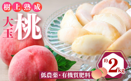 桃 （ 大玉 ）約 2kg 箱 （ 6個 ）｜フルーツ 果物 くだもの もも モモ ピーチ 奈良県 五條市 果実 果汁 熟成 おいしい 甘い こだわり 大容量 大きい 送料無料 農家直送 産地直送 お取り寄せ グルメ 冷蔵 7月 順次発送 デザート 西岡農園 低農薬 有機質肥料 こだわり おすすめ 樹上熟成 適熟 やわらかい 果肉 芳醇