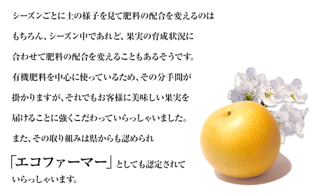 梨 くまもと梨 約2kg 松田農園 熊本 梨